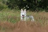 SIBERIAN HUSKY 294